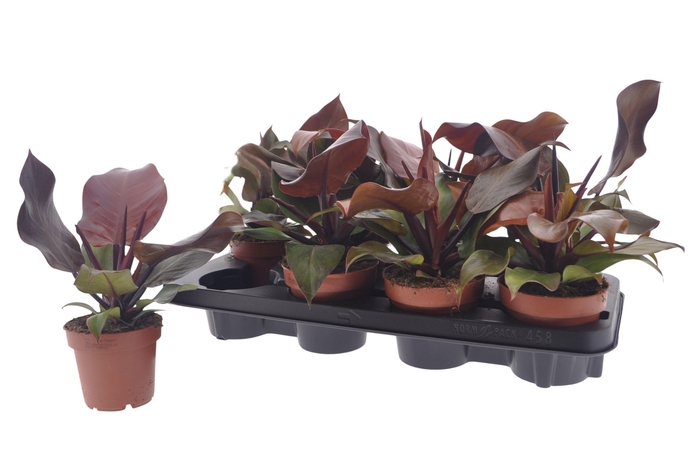 <h4>PHIL SUNLIGHT</h4>