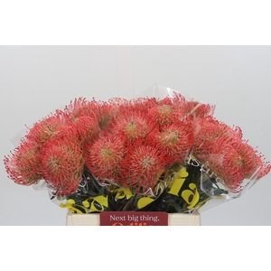 Nutans Ayoba Pink