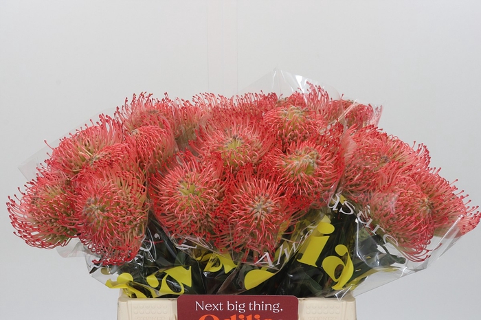 Nutans Ayoba Pink