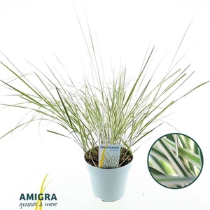 Calamagrostis Accutiflora 'overdam'