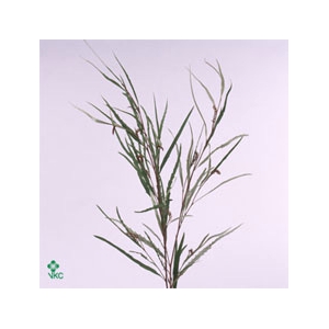 GREVILLEA NATUREL