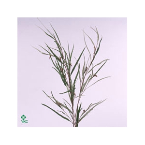 GREVI ASPLENIIFOLIA 300GR | P BUNCH