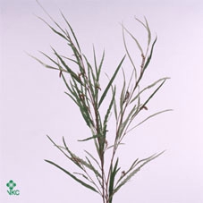 GREVILLEA NATUREL