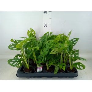 Monstera obliqua 'Monkey Mask'