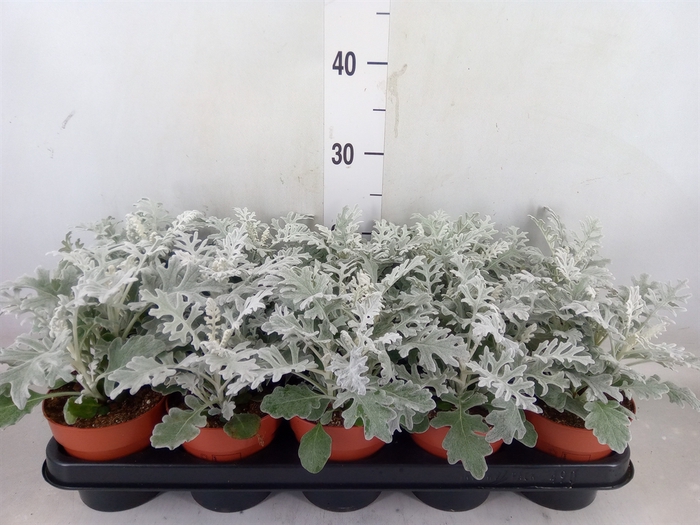 <h4>Jacobaea maritima</h4>