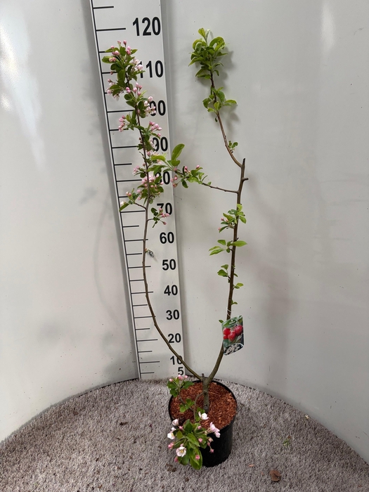 <h4>MALUS RED SENTINEL</h4>