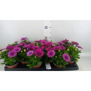 Osteospermum  'Sunny Atilla'