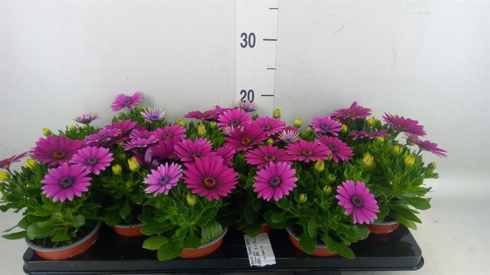 <h4>Osteospermum 'Sunny Atilla'</h4>