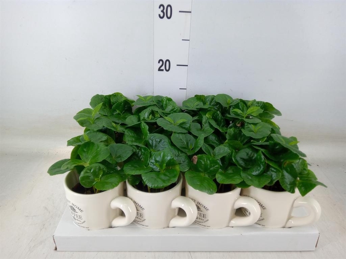 <h4>Coffea arabica</h4>