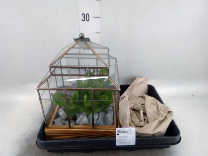 <h4>Arr. Succulents H%</h4>