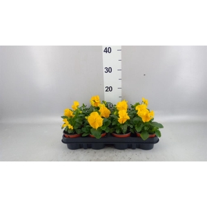 Viola wr. 'Matrix Yellow'