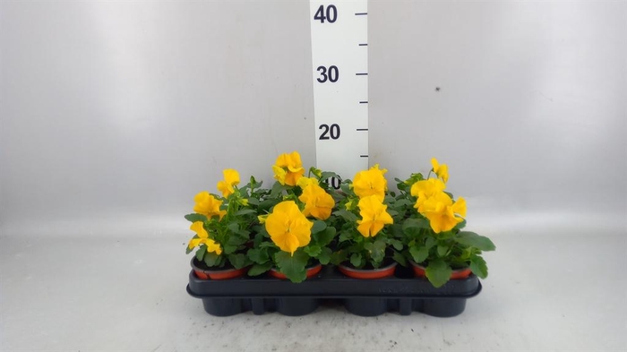 <h4>Viola wr. 'Matrix Yellow'</h4>
