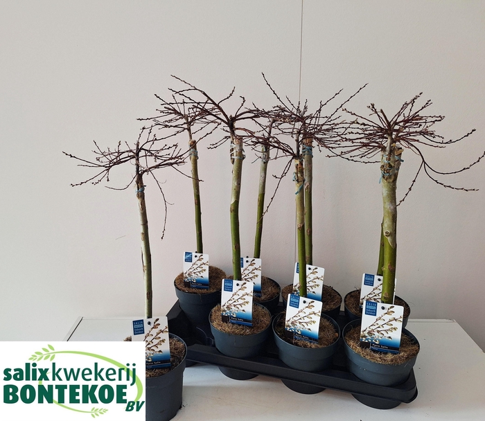 <h4>SALIX REP IONA</h4>