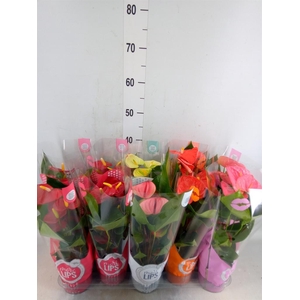 Anthurium   ...mix