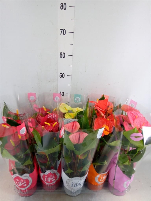 <h4>Anthurium   ...mix</h4>