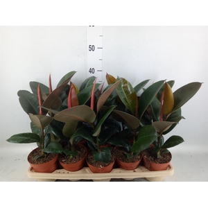Ficus elastica 'Robusta'