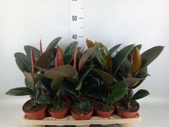<h4>Ficus elastica 'Robusta'</h4>