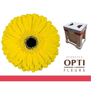 Gerbera Don Leo Water