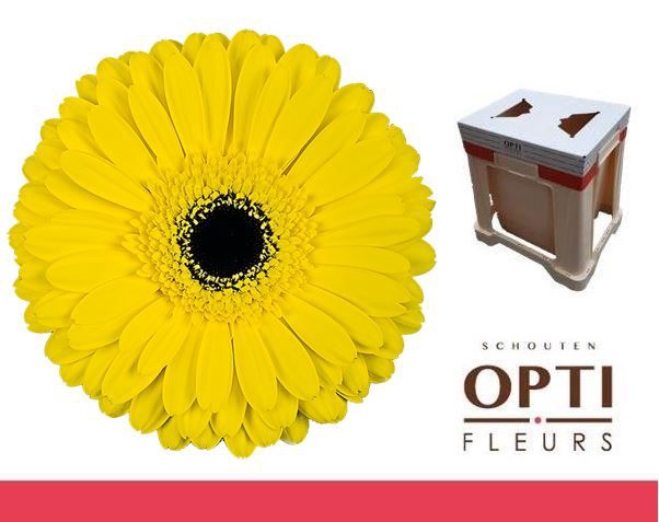 <h4>Gerbera Don Leo Water</h4>