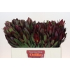 Leucadendron Saf Sunset Dark R.