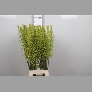 Eremurus Sh Yell Sun