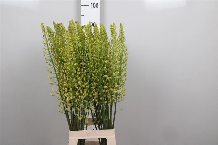 <h4>Eremurus Sh Yell Sun</h4>