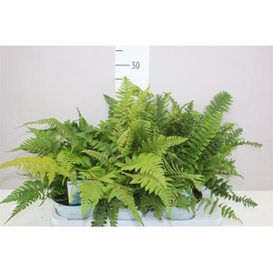 Varens Buiten Gemengd