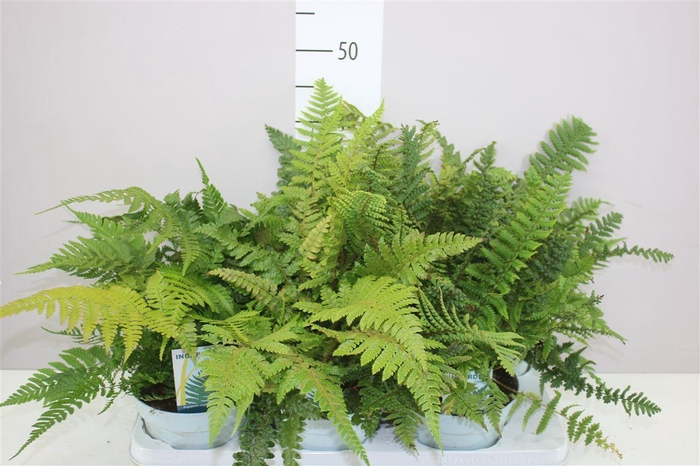 <h4>Varens Buiten Gemengd</h4>