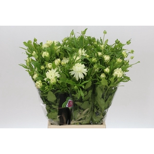 Ranunculus Moderna Galaxy