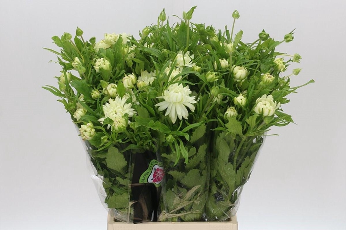 <h4>Ranunculus Moderna Galaxy</h4>