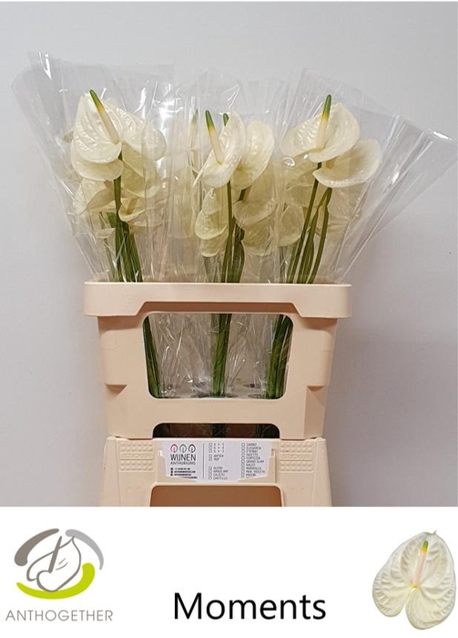 <h4>ANTH A MOMENTS</h4>