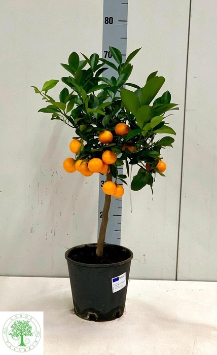 <h4>CITR MARGARITA</h4>