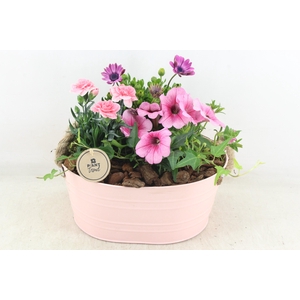 arr4 Outdoor PL - Zink ovaal Pink oor Los