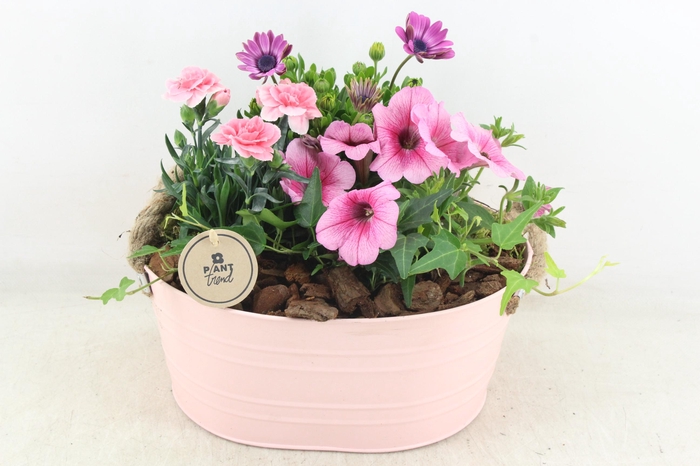 <h4>arr4 Outdoor PL - Zink ovaal Pink oor Los</h4>