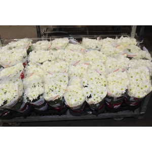 CRISANTEMO MINI P13 BRANCO