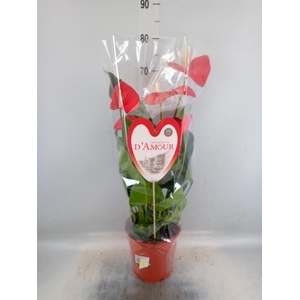 Anthurium andr. 'Red Bull'