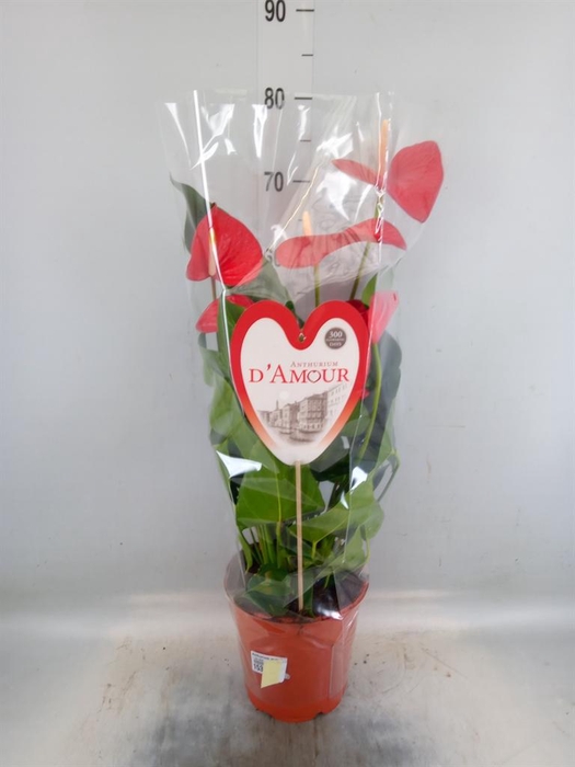 <h4>Anthurium andr. 'Red Bull'</h4>