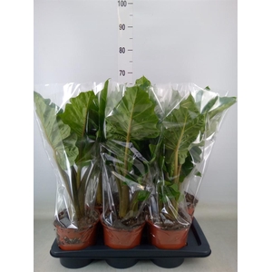 Alocasia  'Low Rider'