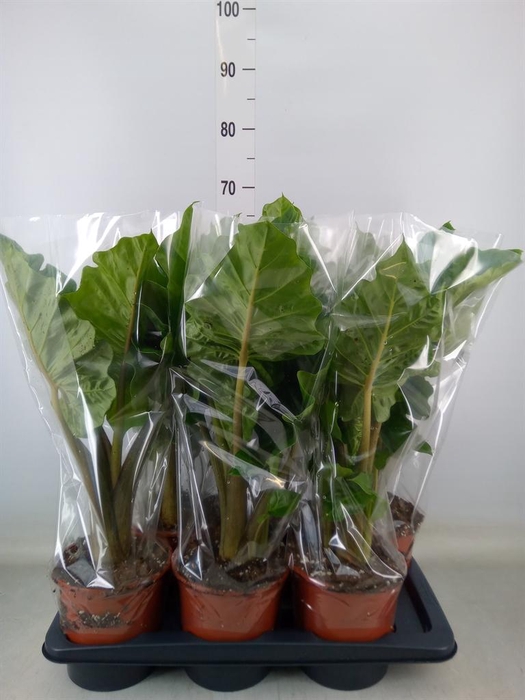 <h4>Alocasia  'Low Rider'</h4>