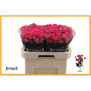 Rosa spray lovely lydia