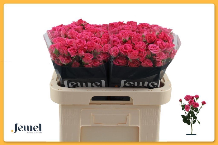 <h4>Rosa spray lovely lydia</h4>