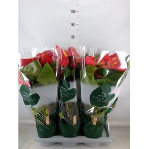 Anthurium andr. 'Nevada'