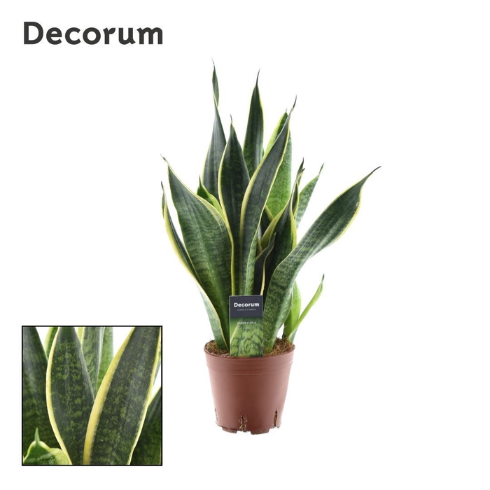 <h4>Sansevieria Futura Superba 3 stekken p.p. (Decorum)</h4>