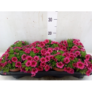 Calibrachoa  'Callie Pink'