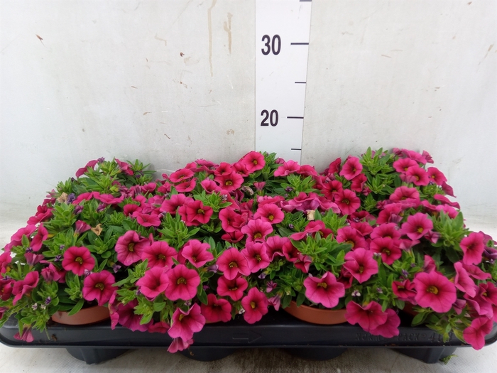 <h4>Calibrachoa  'Callie Pink'</h4>