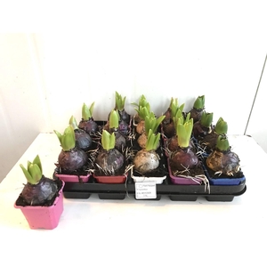 HYACIN PEAR GEM 5 KL