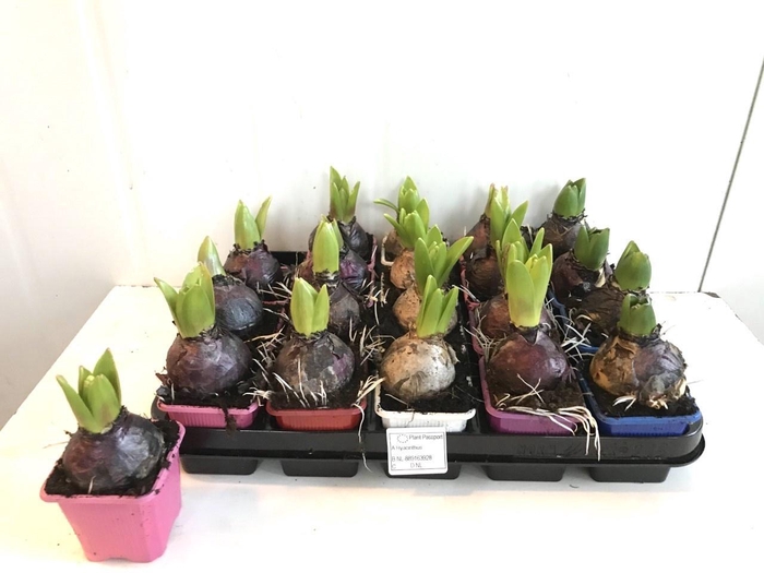 <h4>HYACIN PEAR GEM 5 KL</h4>