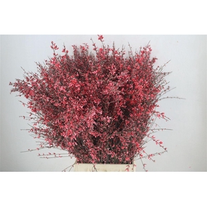 Ginster 400gr Red P Bunch