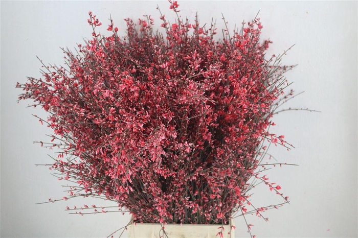 <h4>Ginster 400gr Red P Bunch</h4>