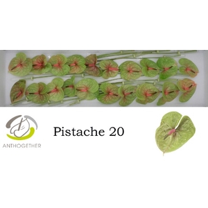 Anthurium Pistache